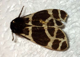 Image of Yellow Tiger Moth