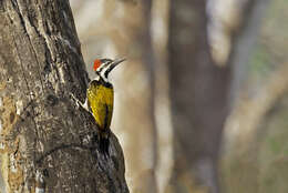 Image of Black-rumped Flameback