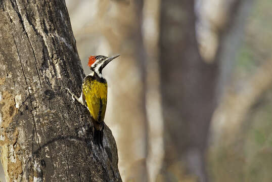 Image of Black-rumped Flameback