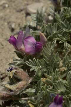 Plancia ëd Oxytropis oreophila var. juniperina S. L. Welsh