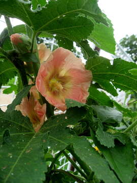 Image of hollyhock