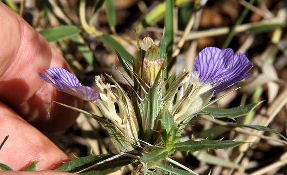 Image de Blepharis aspera Oberm.