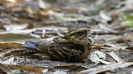 Image of Large-tailed Nightjar