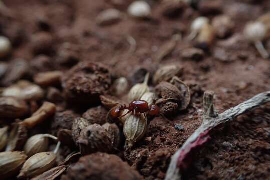 Image of Fire ant