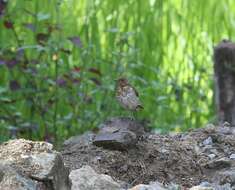 Image of Maranon Thrush