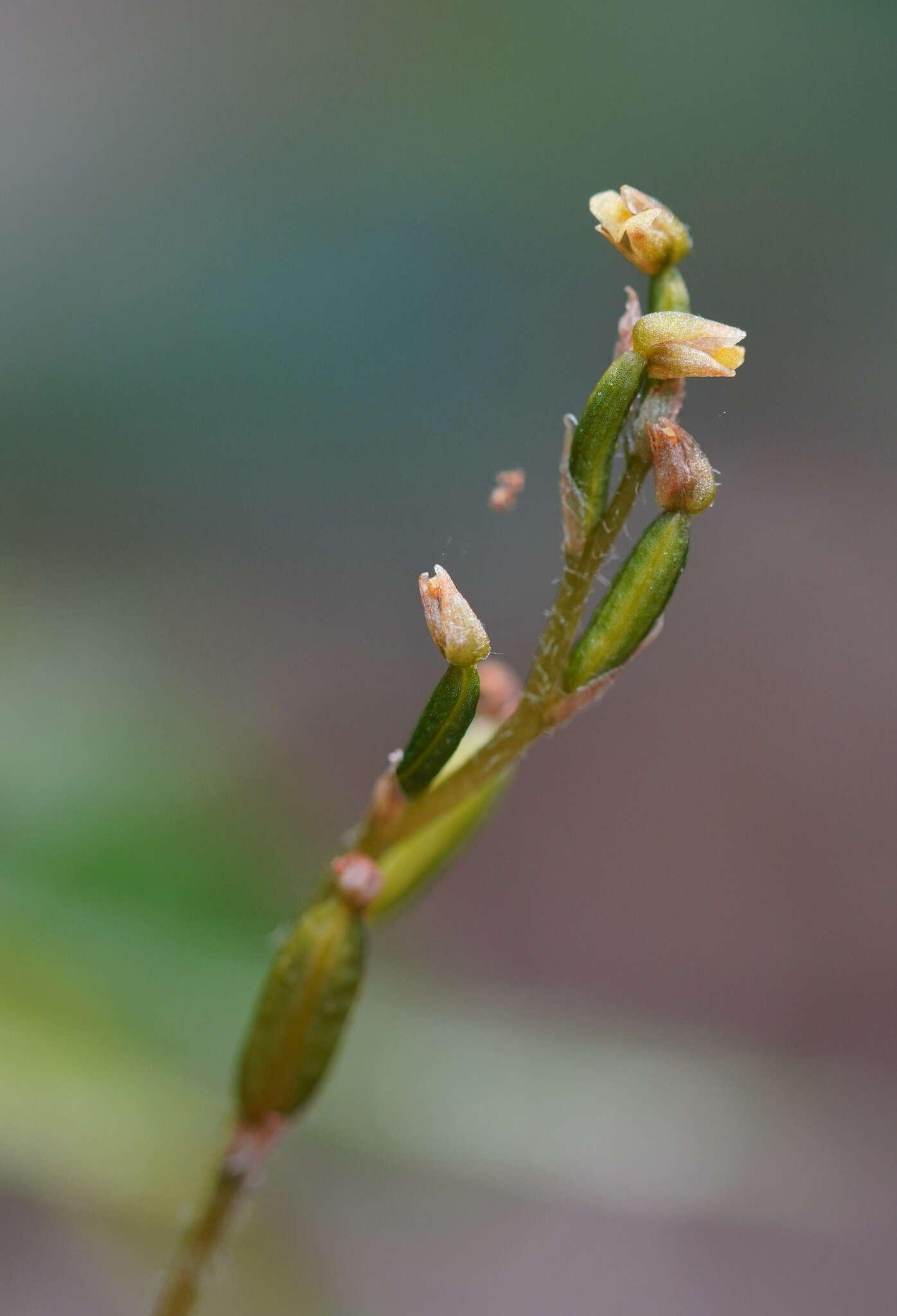 Image of Zeuxine flava (Wall. ex Lindl.) Trimen