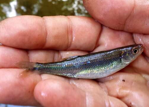 Image of Blueside Shiner