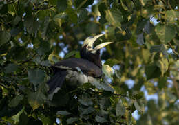 Image of Oriental Pied Hornbill