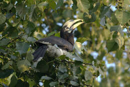 Image of Oriental Pied Hornbill