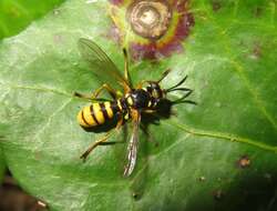 Image of Leopoldius coronatus (Rondani 1857)