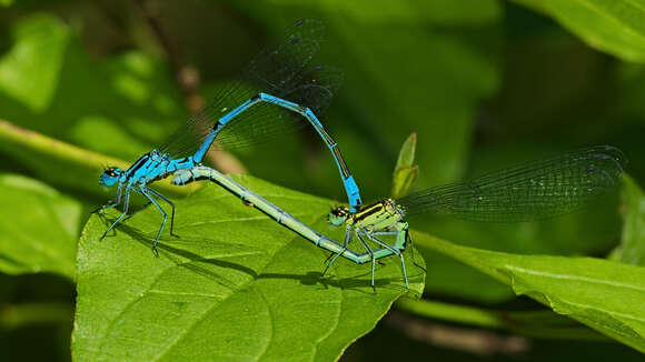 Image of Azure Bluet