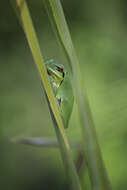 Image of Mediterranean Tree Frog