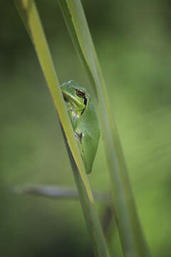 Image of Mediterranean Tree Frog