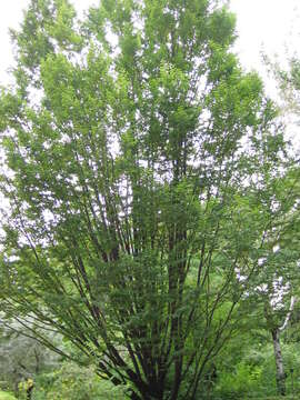 Image of European hornbeam