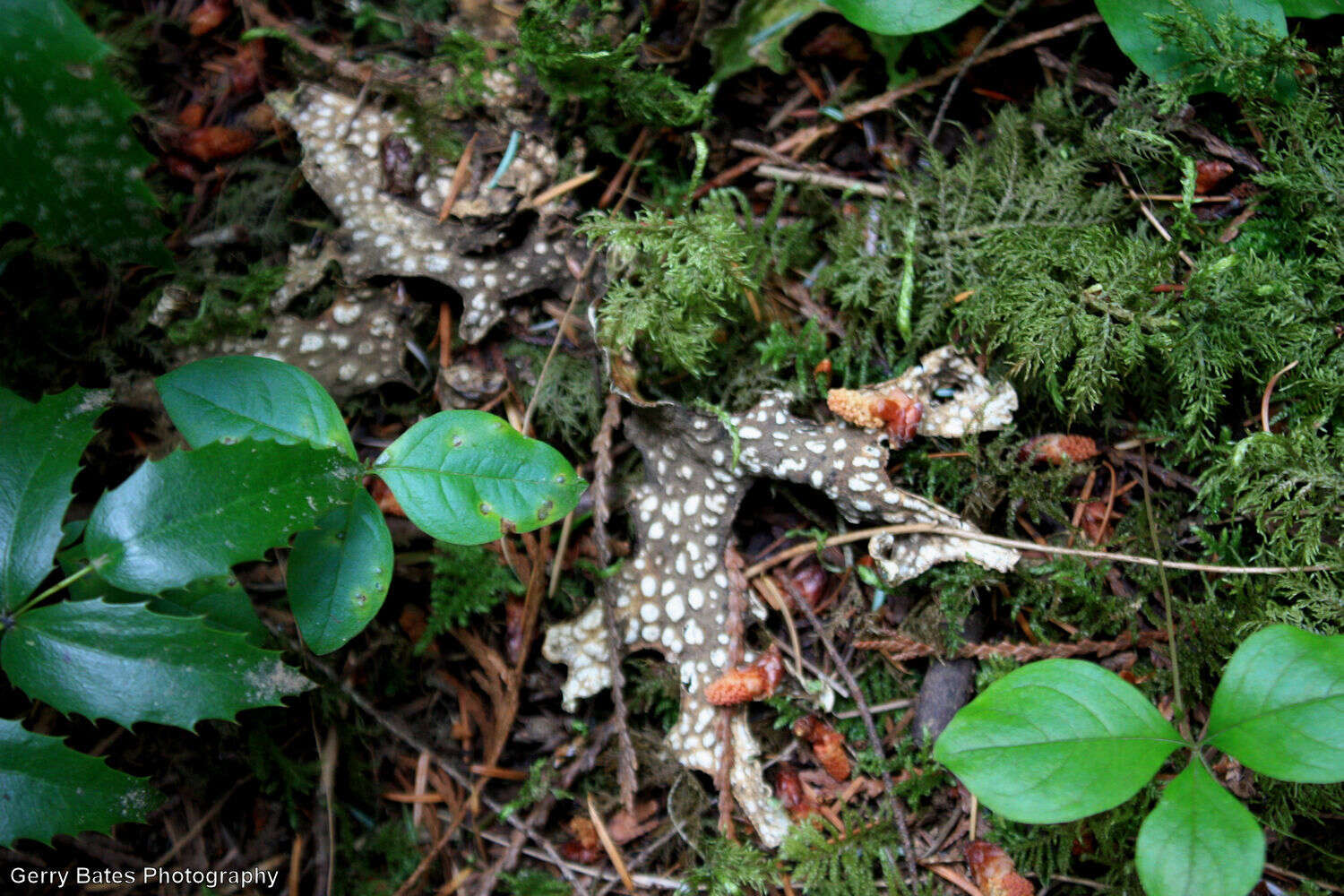 Image of lung lichen