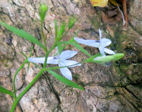 Image of Lobelia pubescens var. pubescens