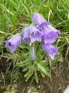 Image of Alpine Bellflower