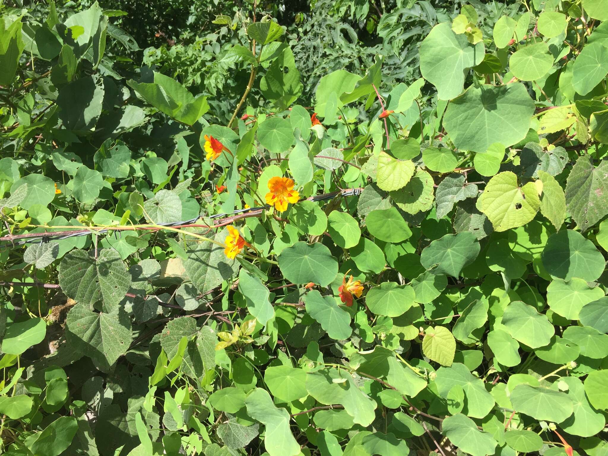 Image of dwarf nasturtium