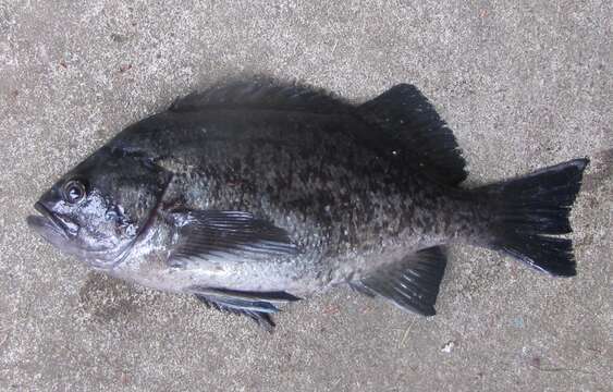 Image of Black rockfish