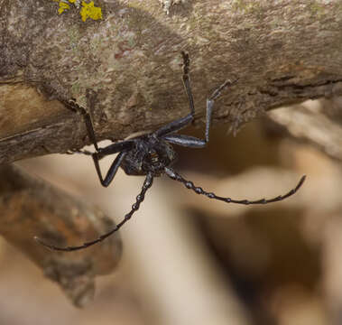 Image of capricorn beetle