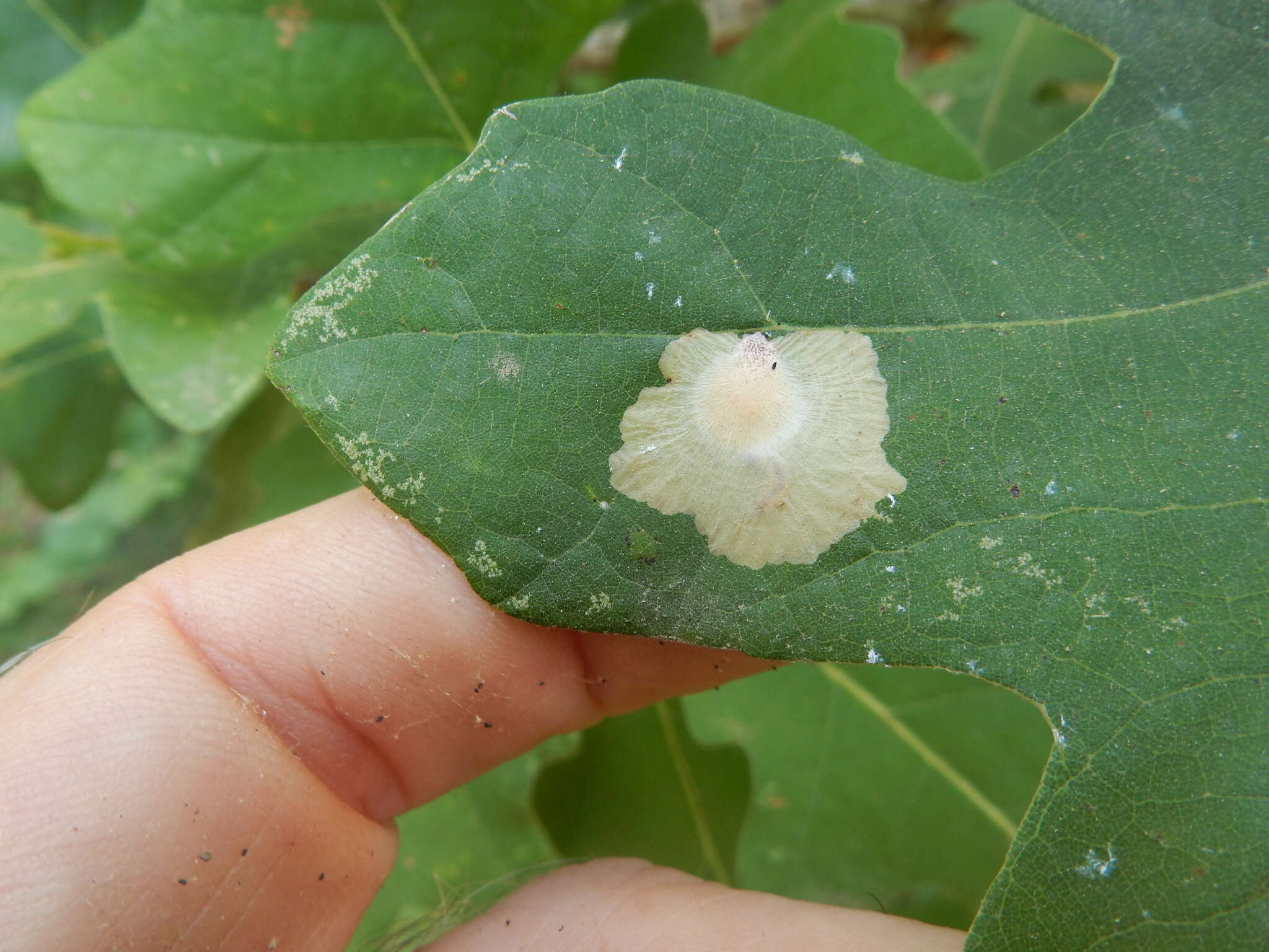 Image of Oak Blotch Miner