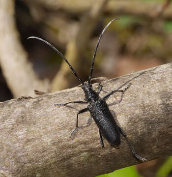 Image of capricorn beetle