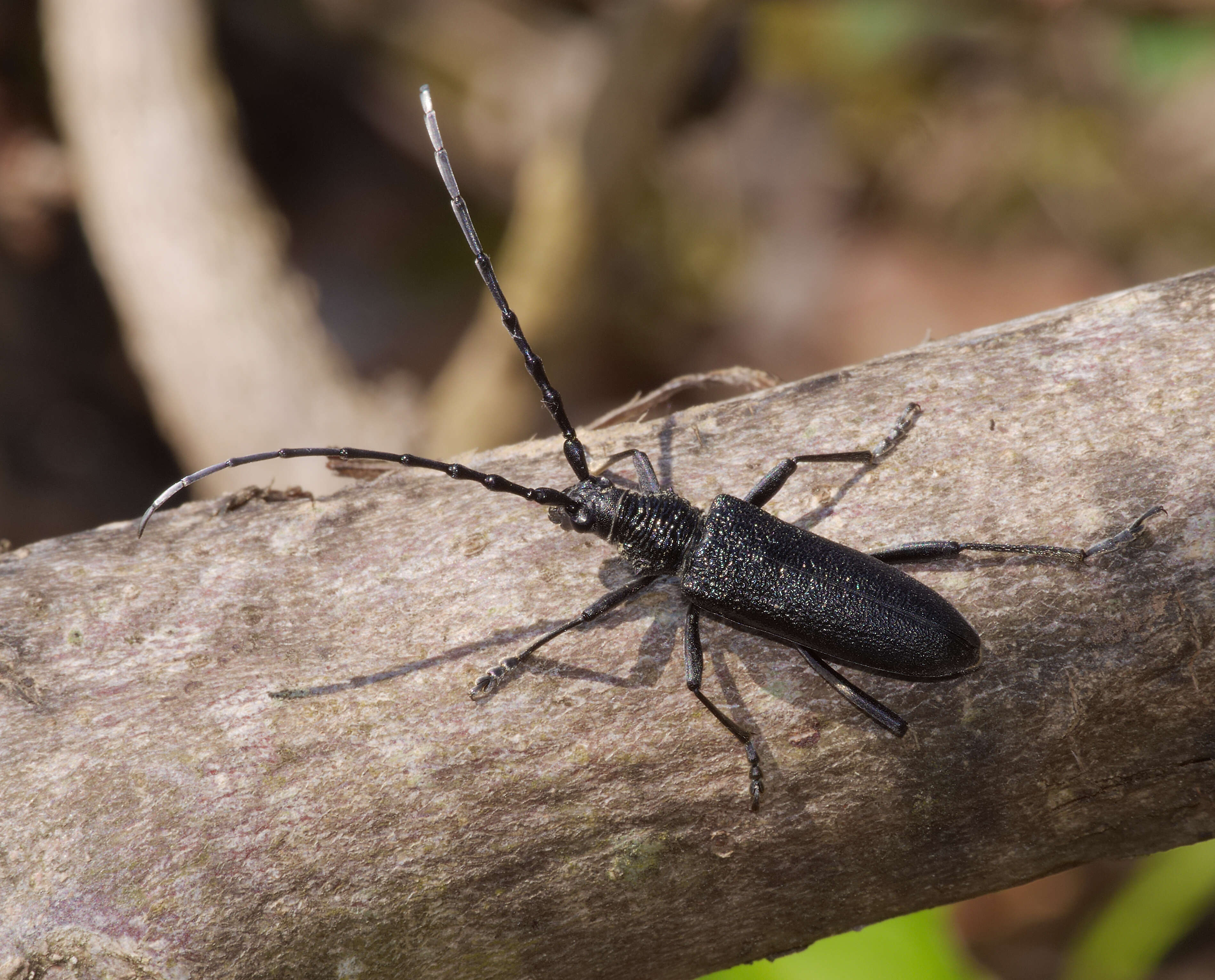 Image of capricorn beetle