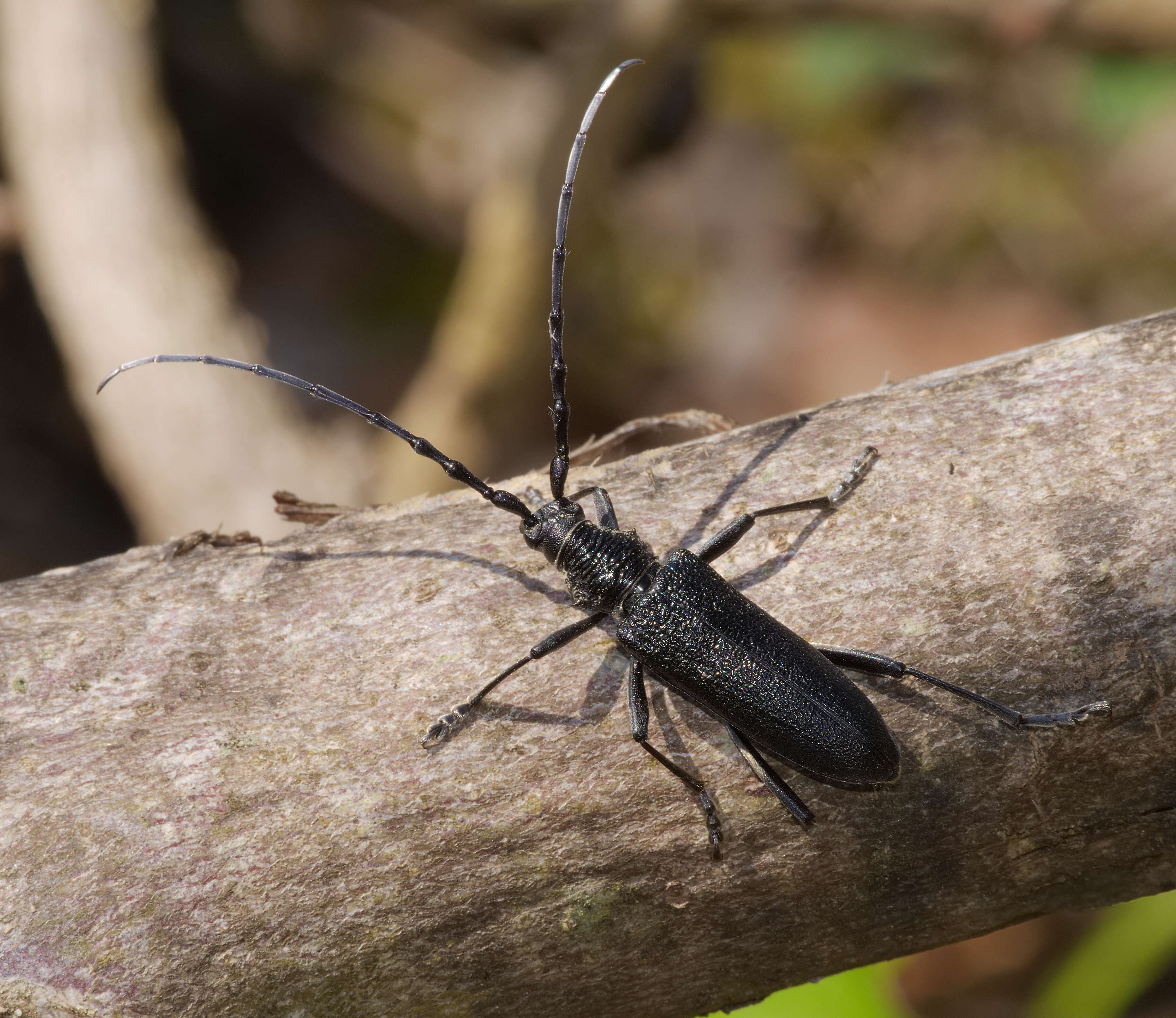 Image of capricorn beetle