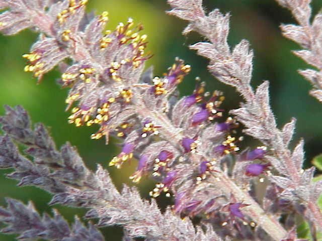 Image of leadplant