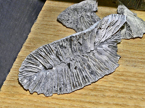 Image of Flabellidae