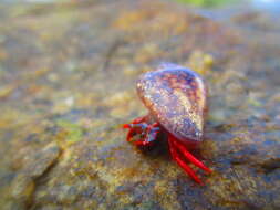 Image of California scarlet hermit crab