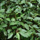 Image of Begonia fusialata Warb.