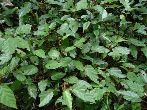 Image of Begonia fusialata Warb.