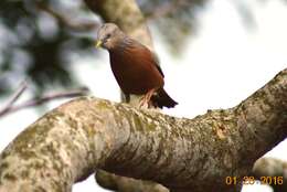 Image of Chestnut-tailed Starling