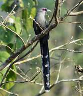 Image of Green-billed Malkoha