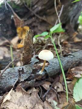 Image of Pluteus semibulbosus (Lasch) Quél. 1875