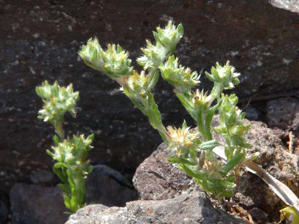 Image of broad-leaved cutweed