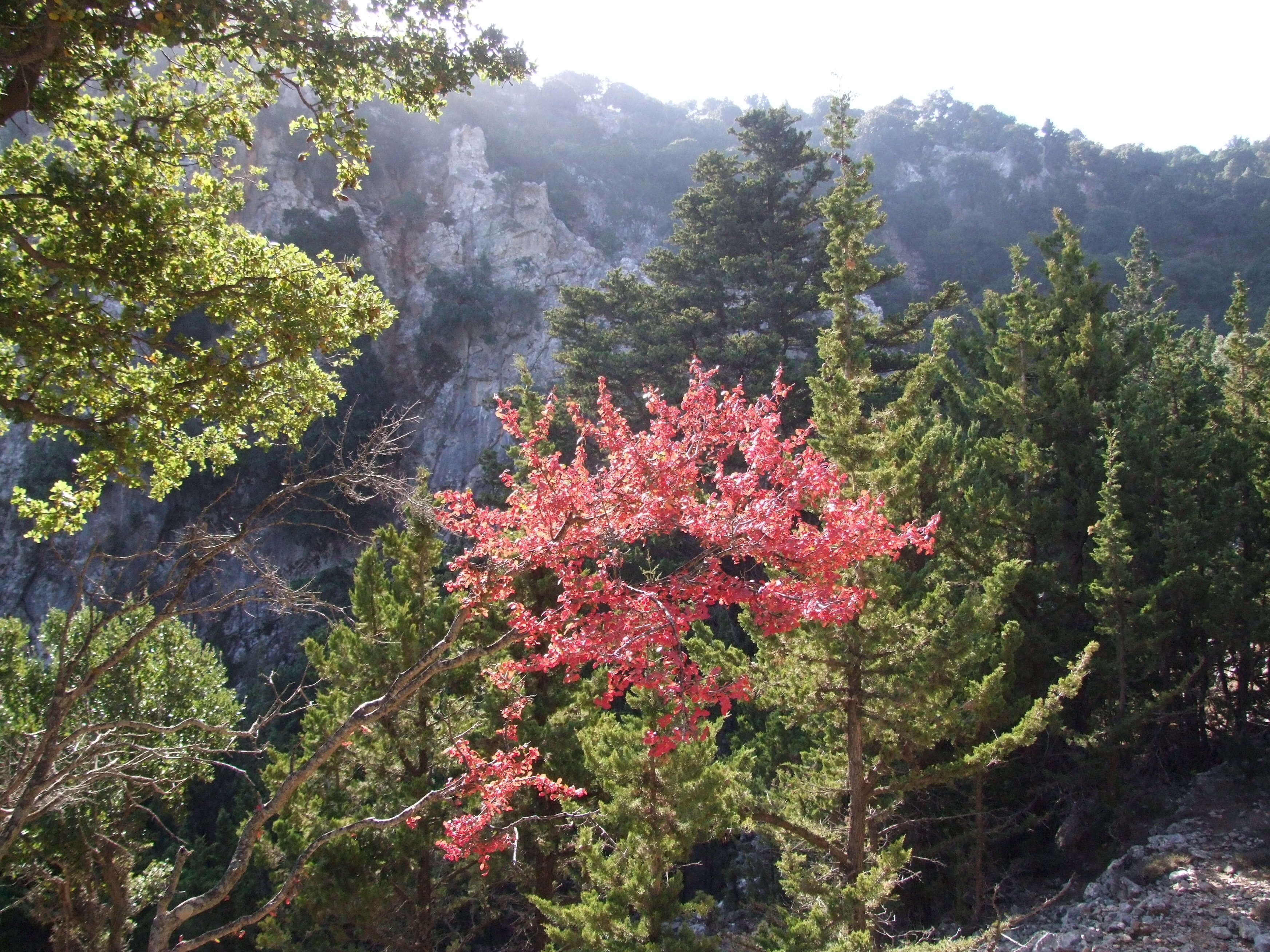 Image of Cretan maple