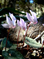 Image of Cretan cyclamen