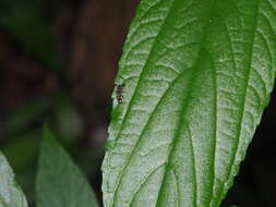 Image of Teleopsis quadriguttata (Walker 1856)