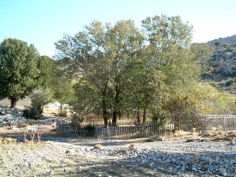 Image of Cretan zelkova