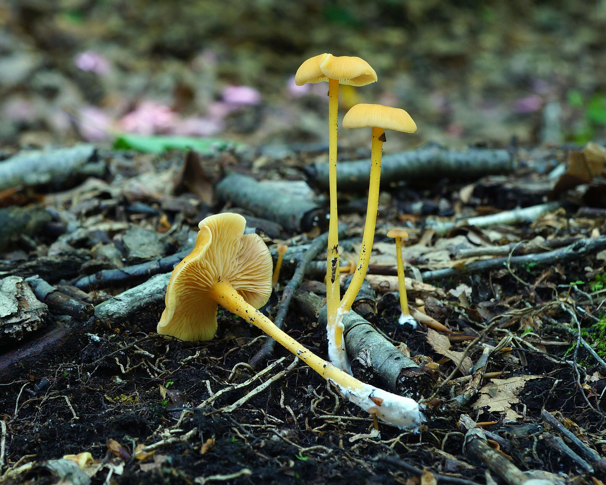 Image of Entoloma unicolor (Peck) Hesler 1967