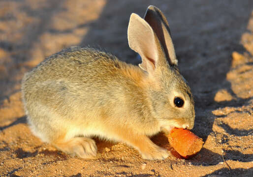 Image of Audubon's Cottontail