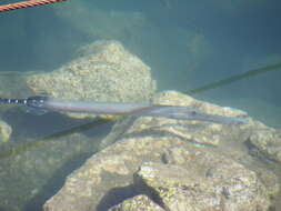 Image of Atlantic cornetfish