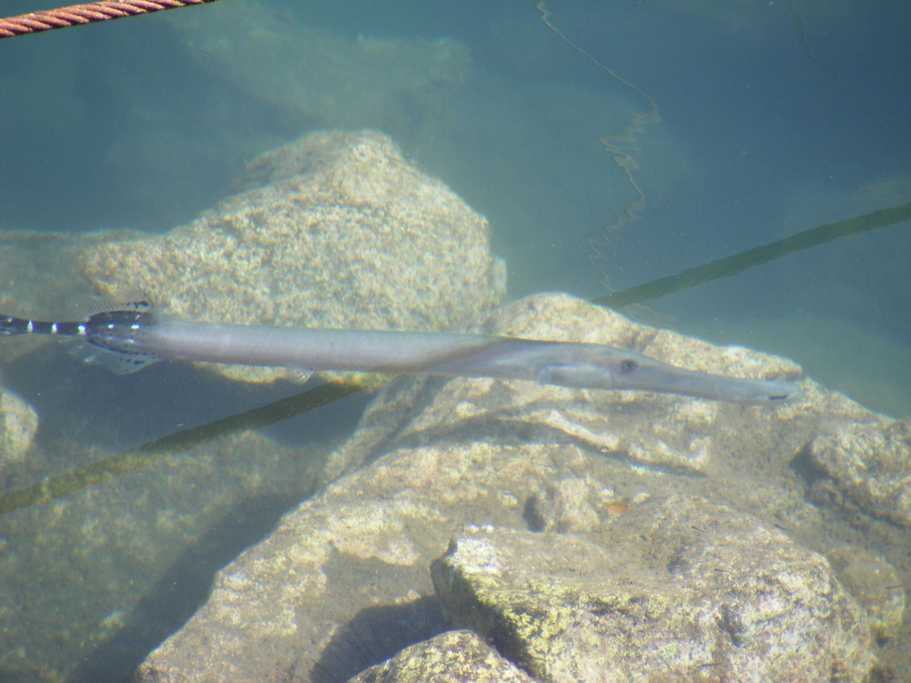 Image of Atlantic cornetfish