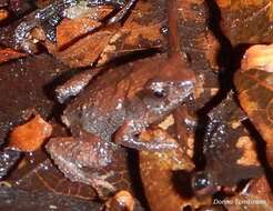 Image of Pouched Frogs