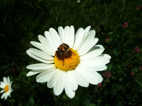 Image of Bee beetle