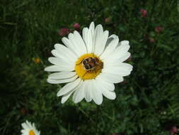 Image of Bee beetle