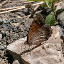 Слика од Satyrus favonia Staudinger 1891