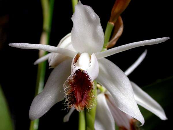 Image of Coelogyne barbata Lindl. ex Griff.